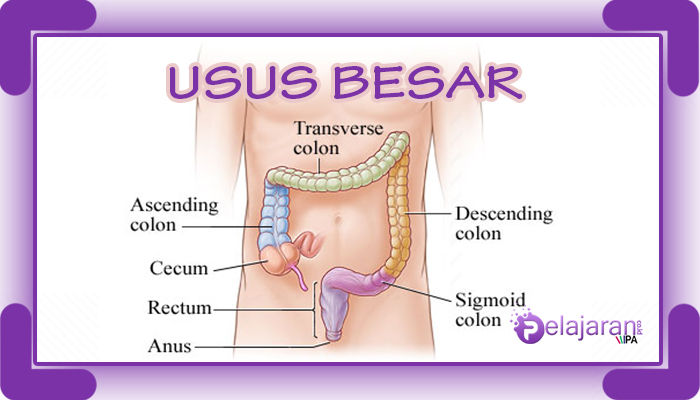 Detail Foto Usus Halus Nomer 47