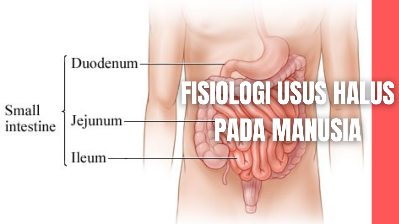 Detail Foto Usus Halus Nomer 53