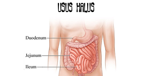 Detail Foto Usus Halus Nomer 10