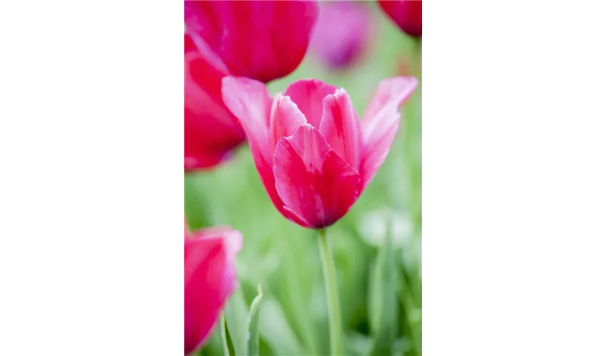 Detail Knollenbegonien Rosa Nomer 21