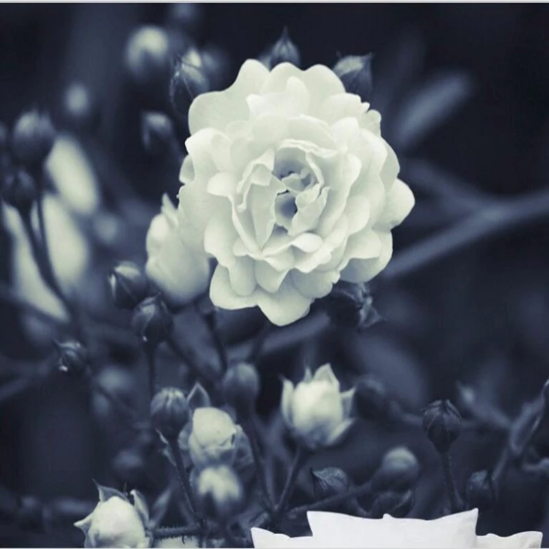 Detail Foto Wallpaper Bunga Mawar Nomer 40