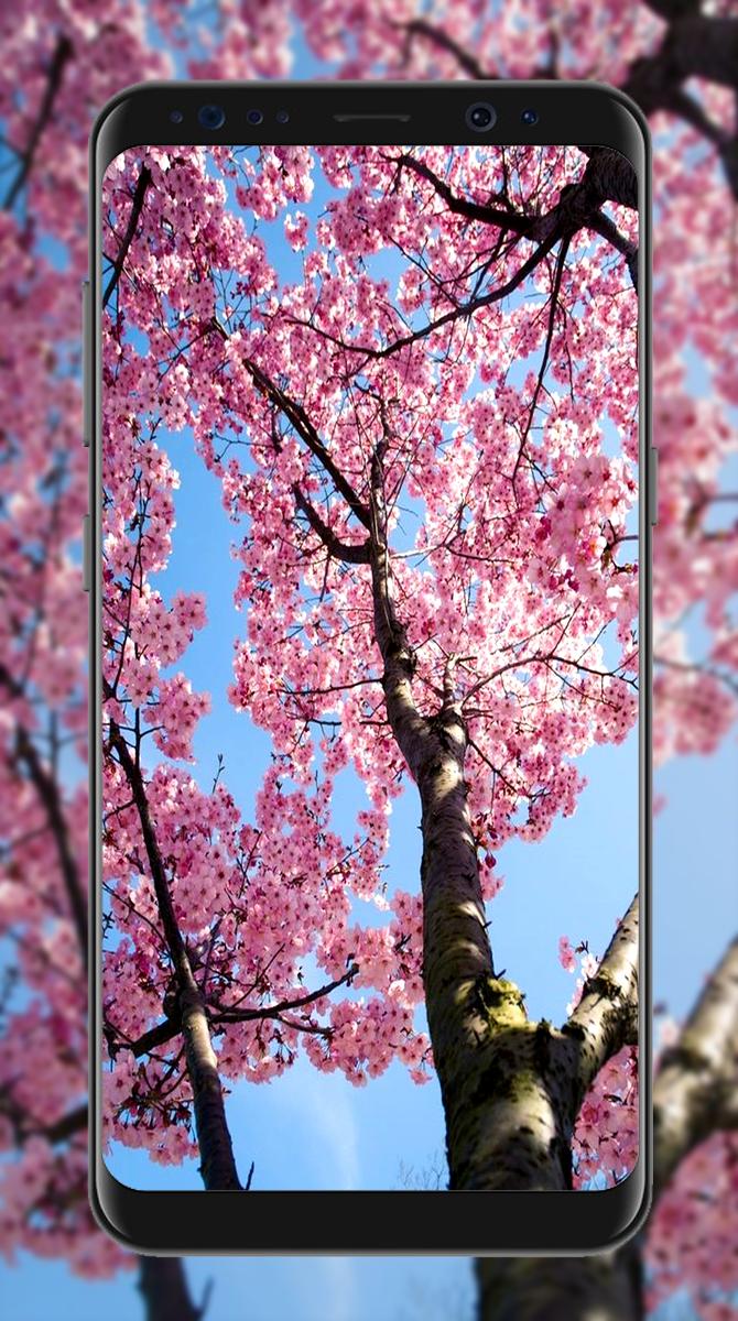 Detail Foto Wallpaper Bunga Sakura Nomer 17