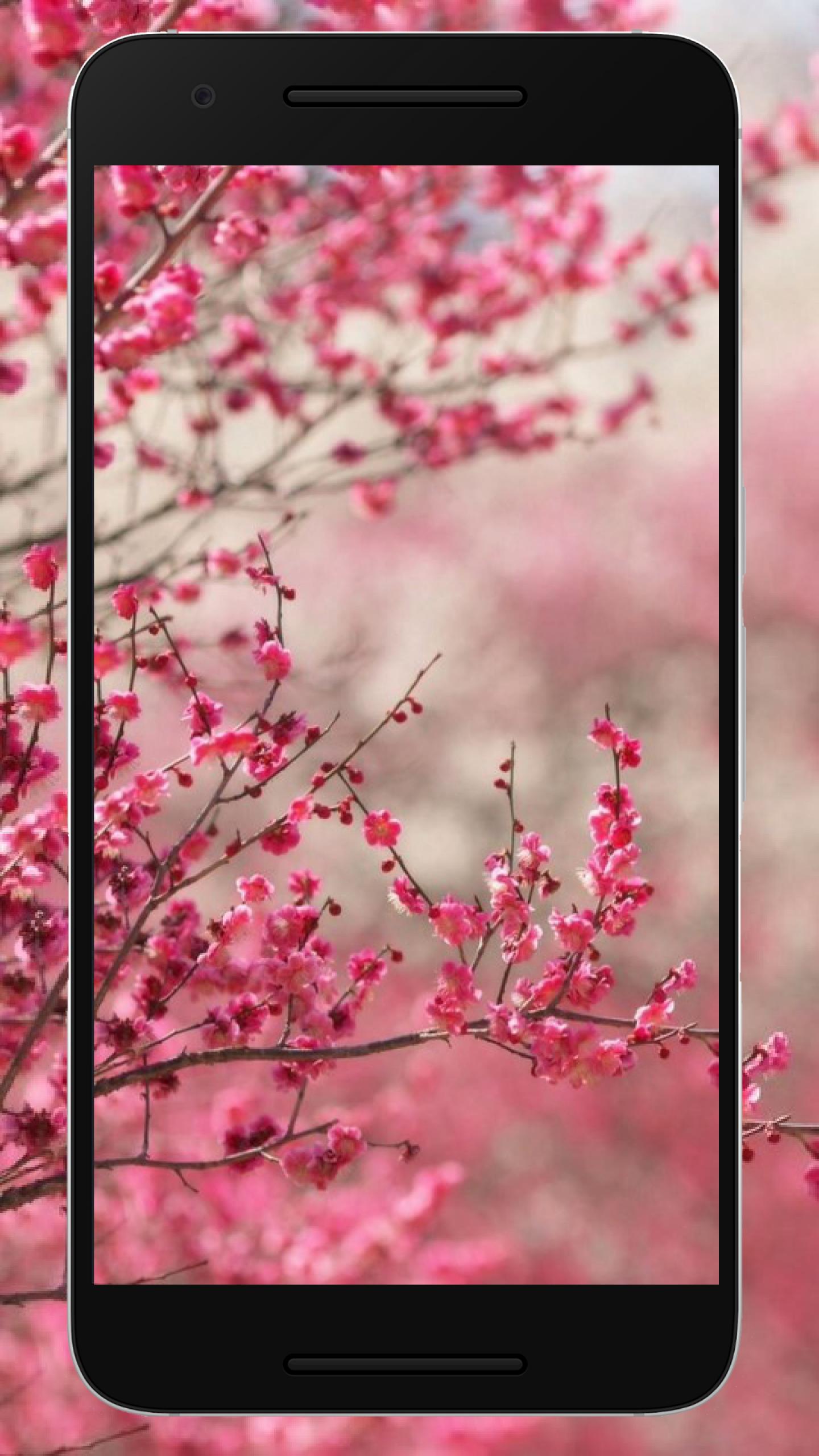 Detail Foto Wallpaper Bunga Sakura Nomer 28