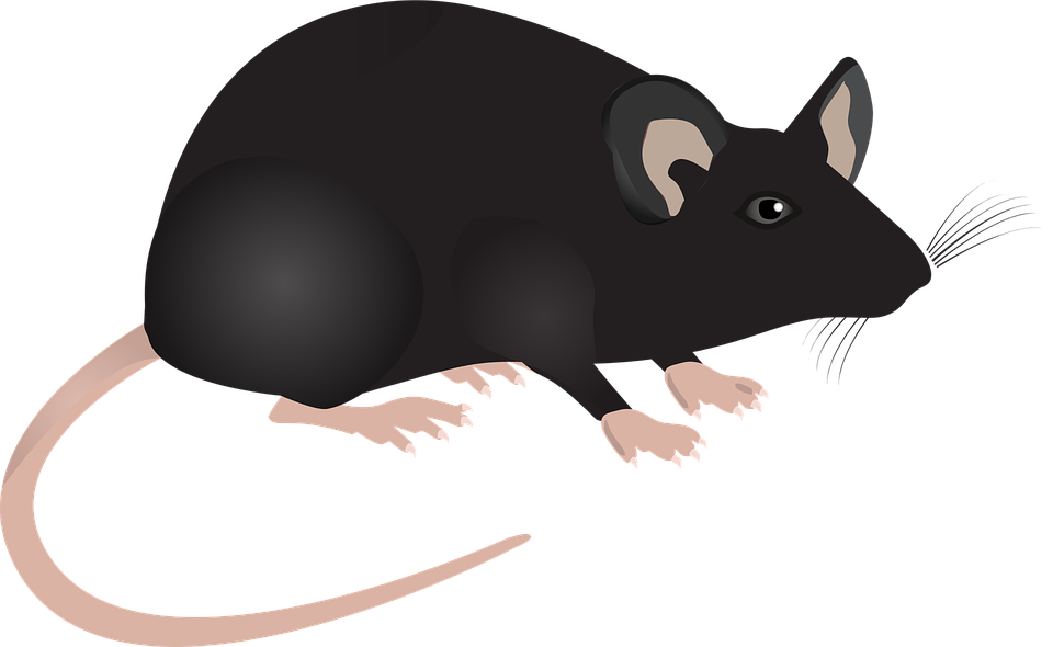 Lab Mouse Image - KibrisPDR