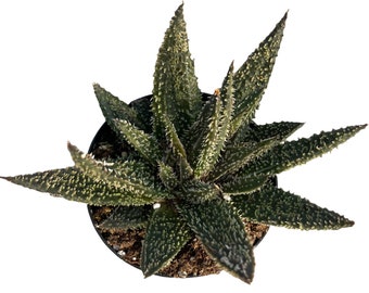 Detail Faucaria Tigrina Variegata Nomer 3