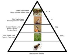 Detail Grey Wolf Food Chain Diagram Nomer 4