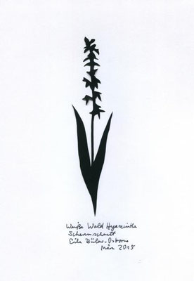 Detail Wilde Orchideen Im Wald Nomer 3