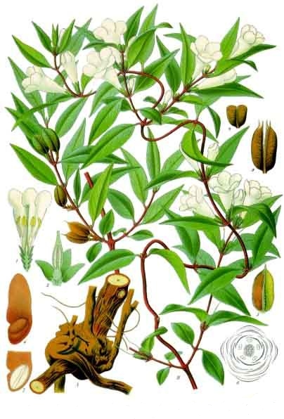 Detail Arabischer Jasmin Pflanze Nomer 4