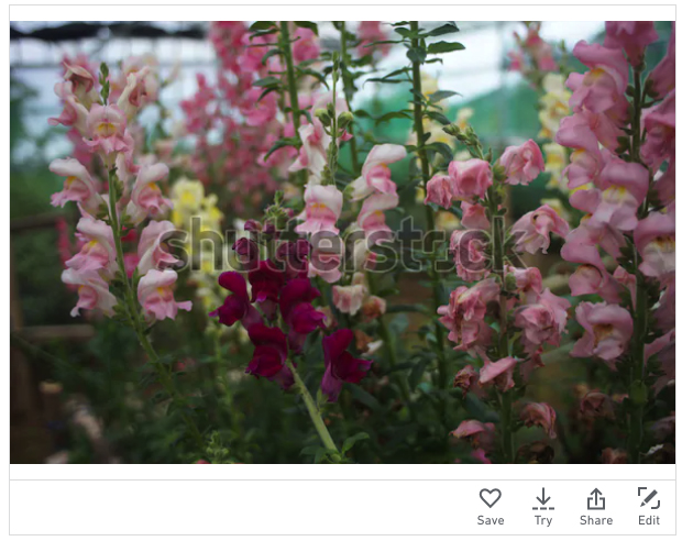 Detail Foto Yang Laris Di Shutterstock Nomer 26