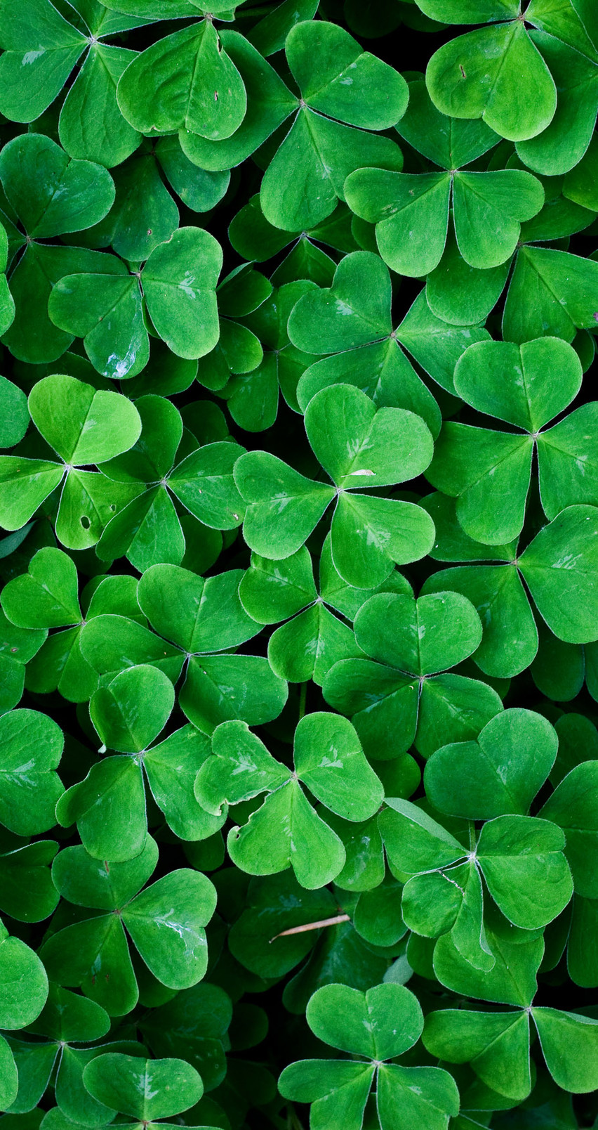 Detail Four Leaf Clover Iphone Wallpaper Nomer 16