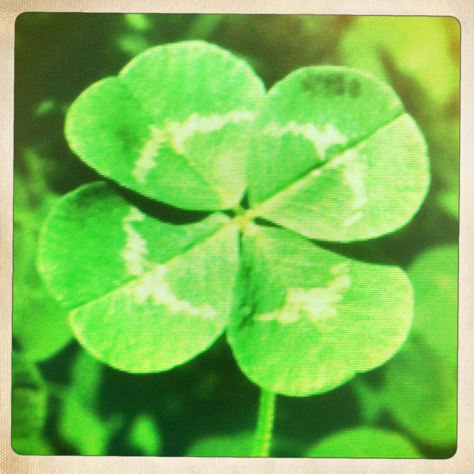 Detail Four Leaf Clover Iphone Wallpaper Nomer 32