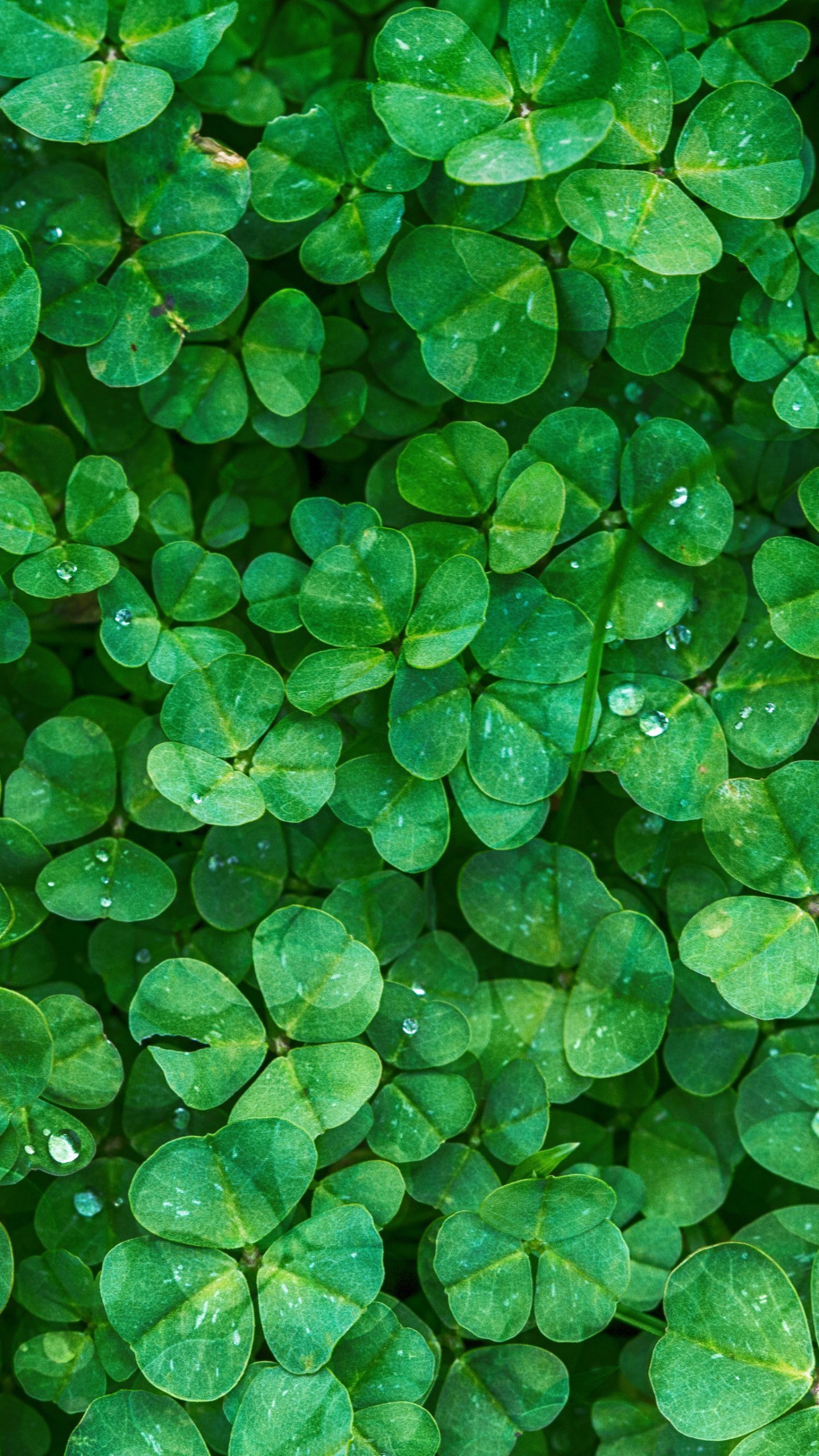 Detail Four Leaf Clover Iphone Wallpaper Nomer 40