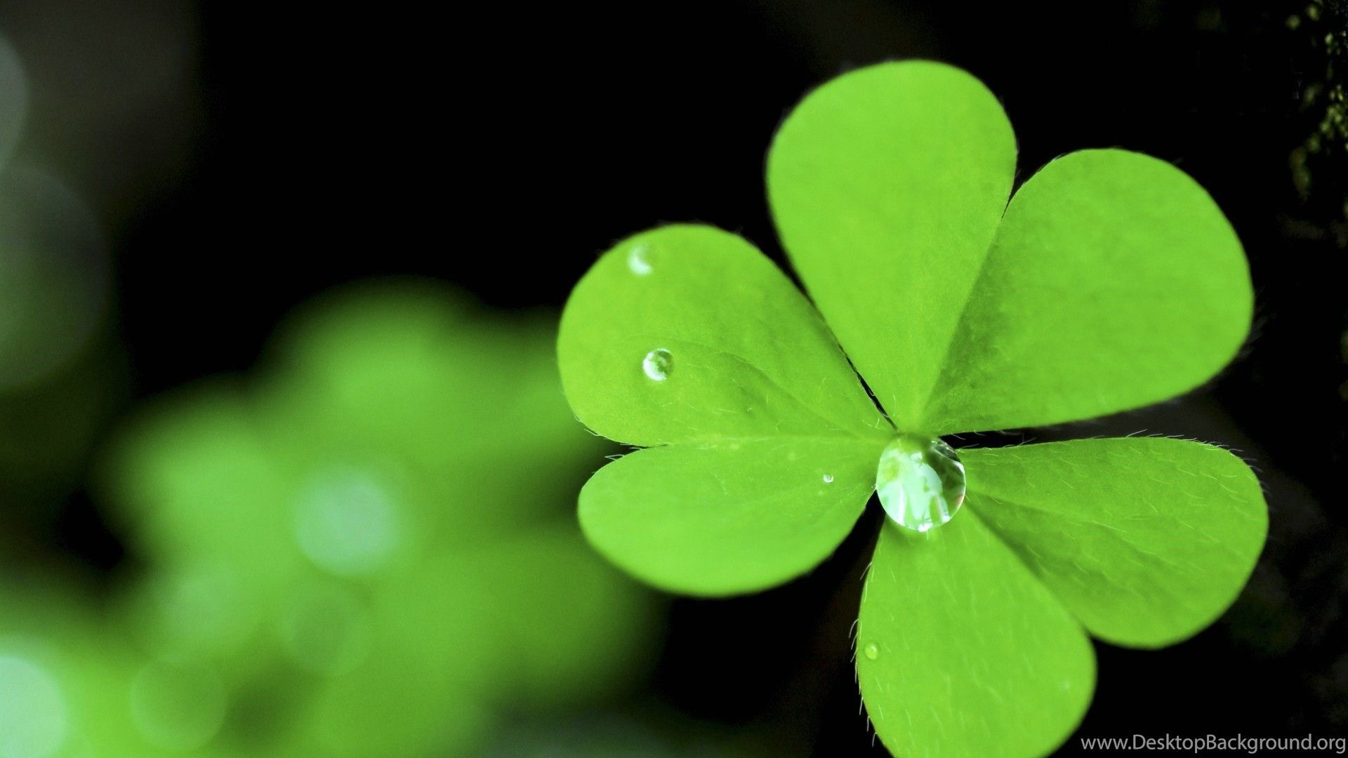 Detail Four Leaf Clover Wallpaper For Iphone Nomer 41