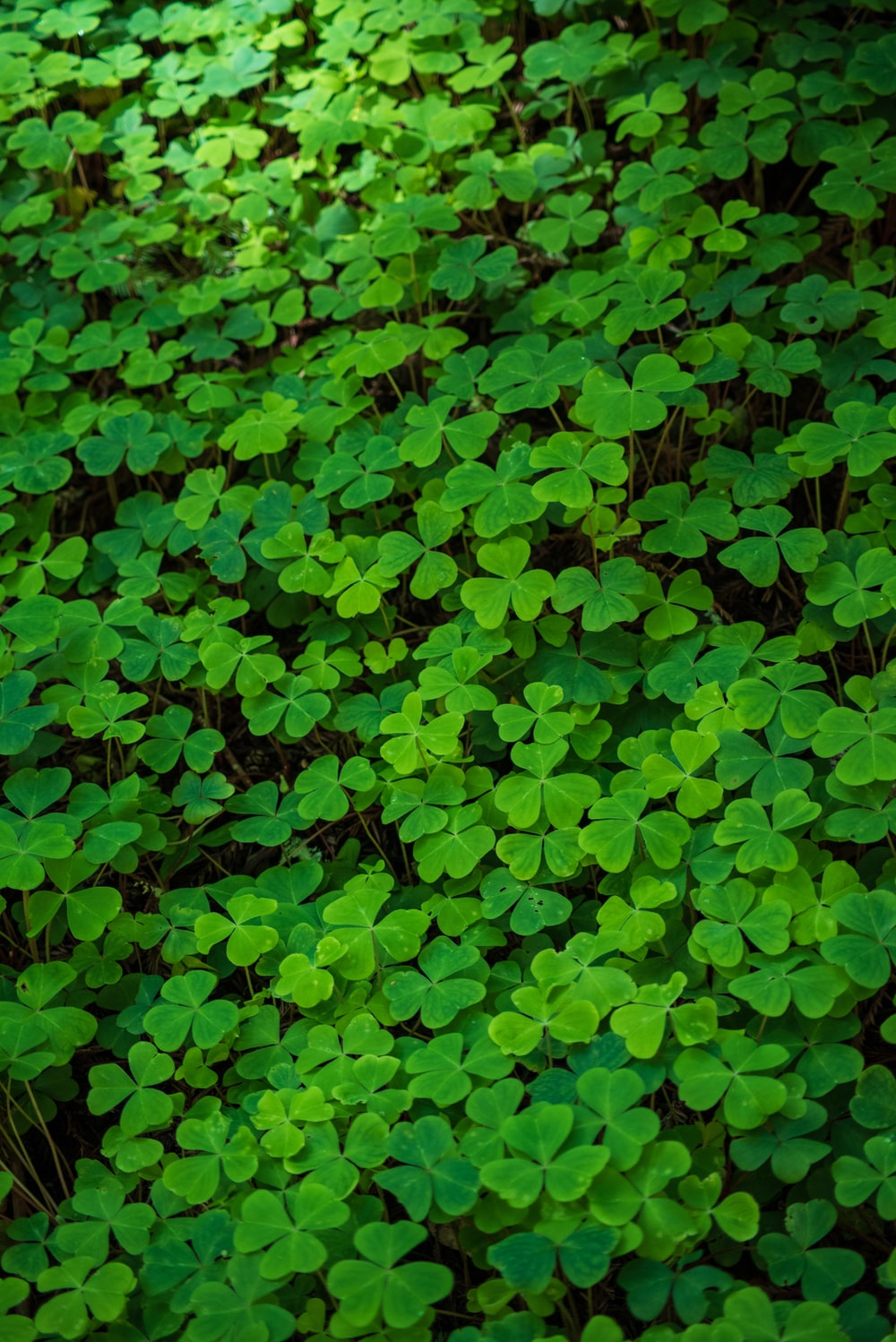 Detail Four Leaf Clover Wallpaper For Iphone Nomer 42