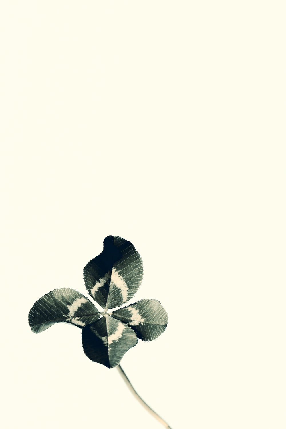 Detail Four Leaf Clover Wallpaper For Iphone Nomer 44