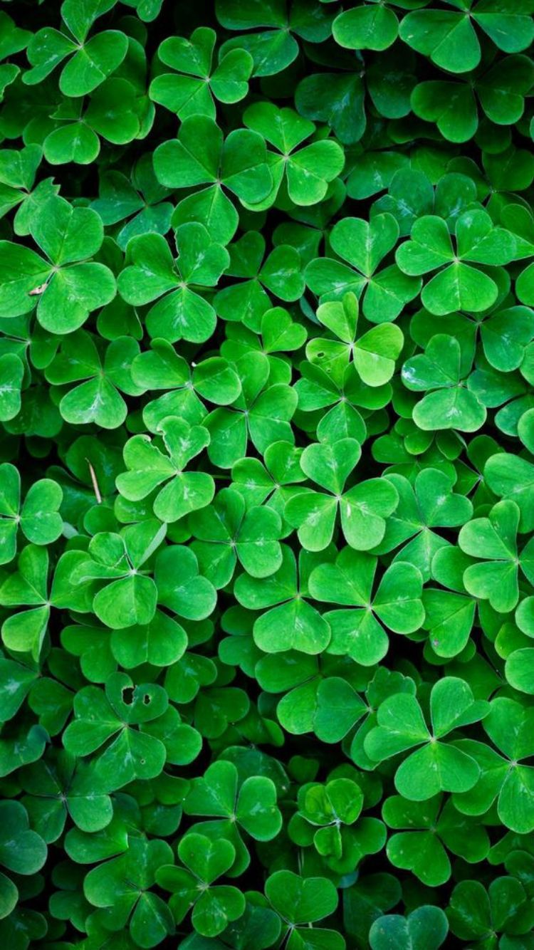 Detail Four Leaf Clover Wallpaper For Iphone Nomer 9