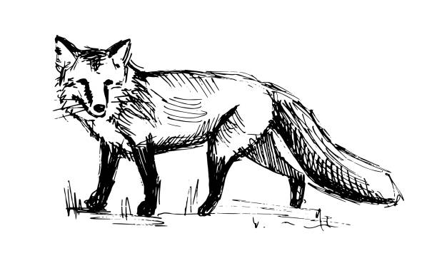 Detail Fox Clipart Black And White Nomer 4