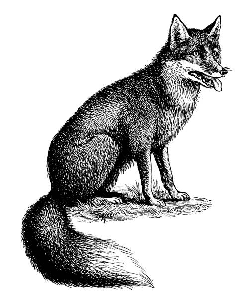 Detail Fox Clipart Black And White Nomer 7