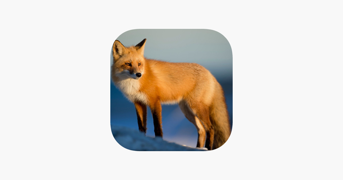 Detail Fox Download Nomer 21