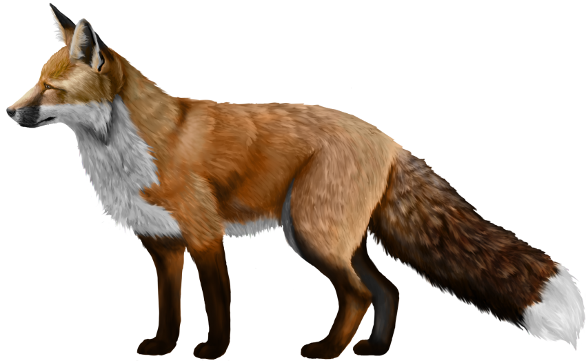 Detail Fox Free Download Nomer 39