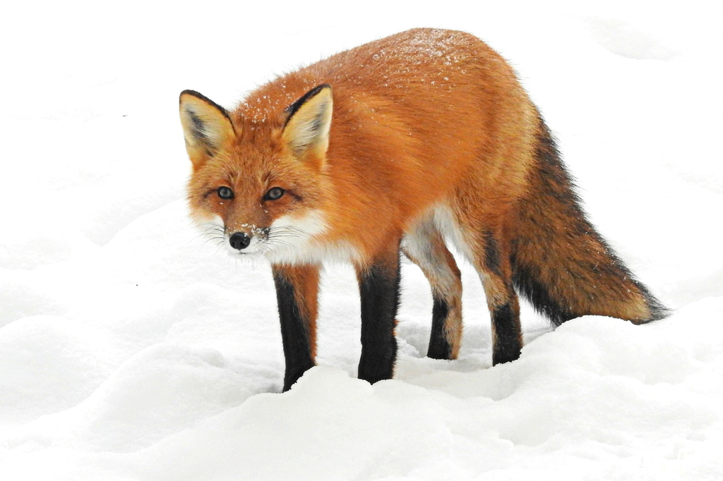 Detail Fox Image Nomer 2