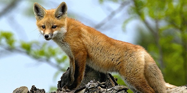 Detail Fox Image Nomer 11