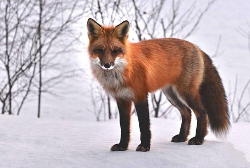 Detail Fox Image Nomer 16