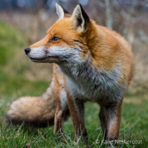 Detail Fox Image Nomer 18