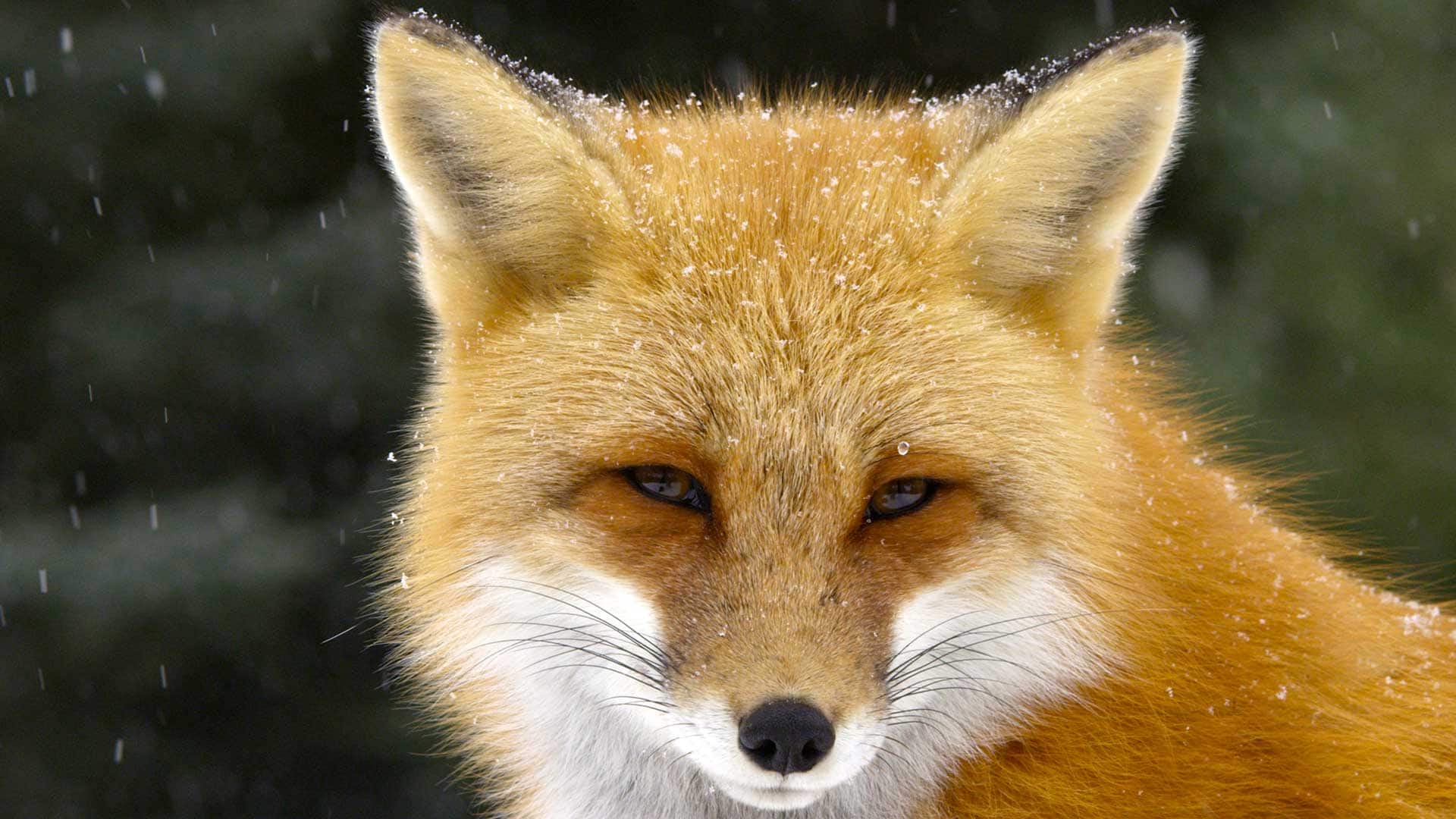 Detail Fox Image Nomer 20