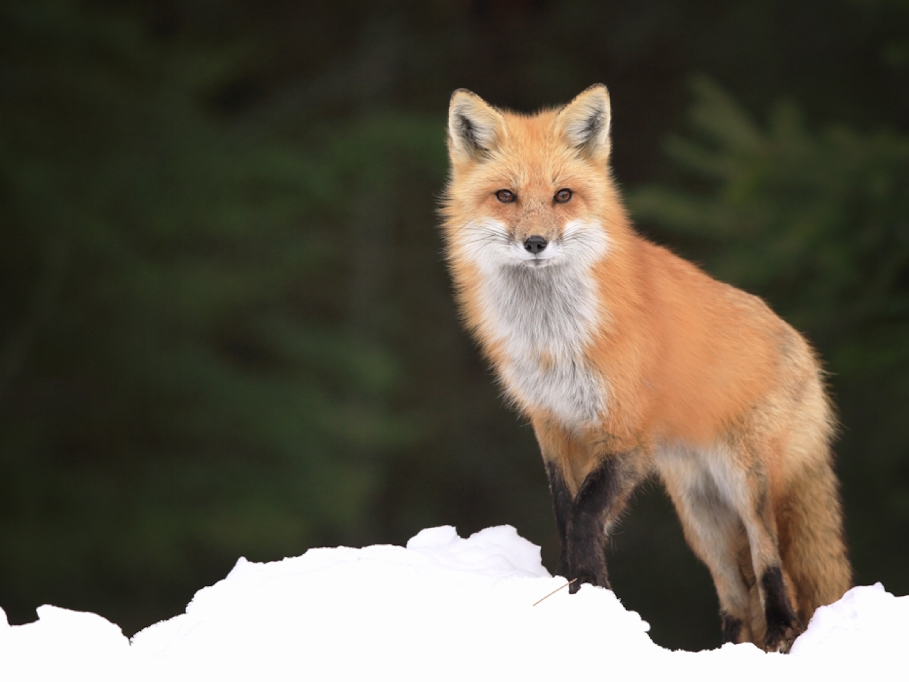 Detail Fox Image Nomer 3