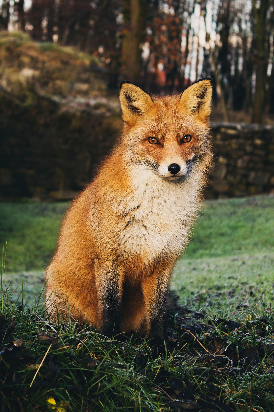 Detail Fox Image Nomer 21