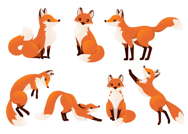 Detail Fox Image Nomer 27