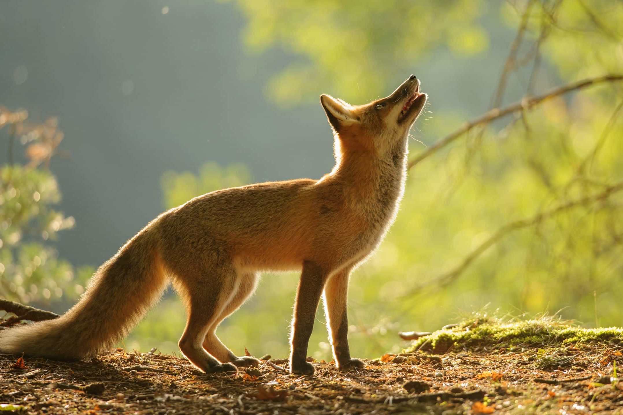 Detail Fox Image Nomer 28