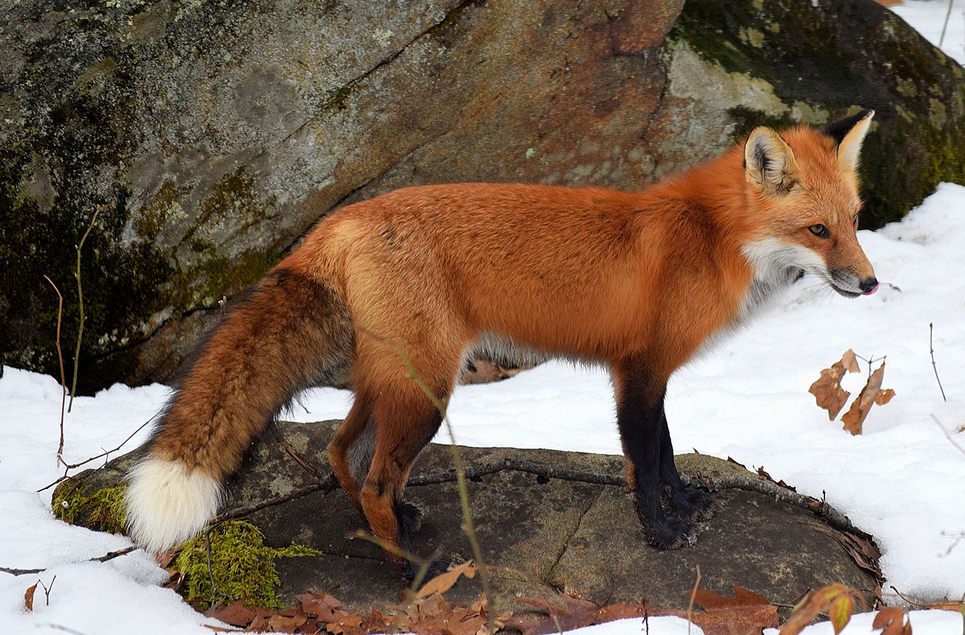 Detail Fox Image Nomer 5
