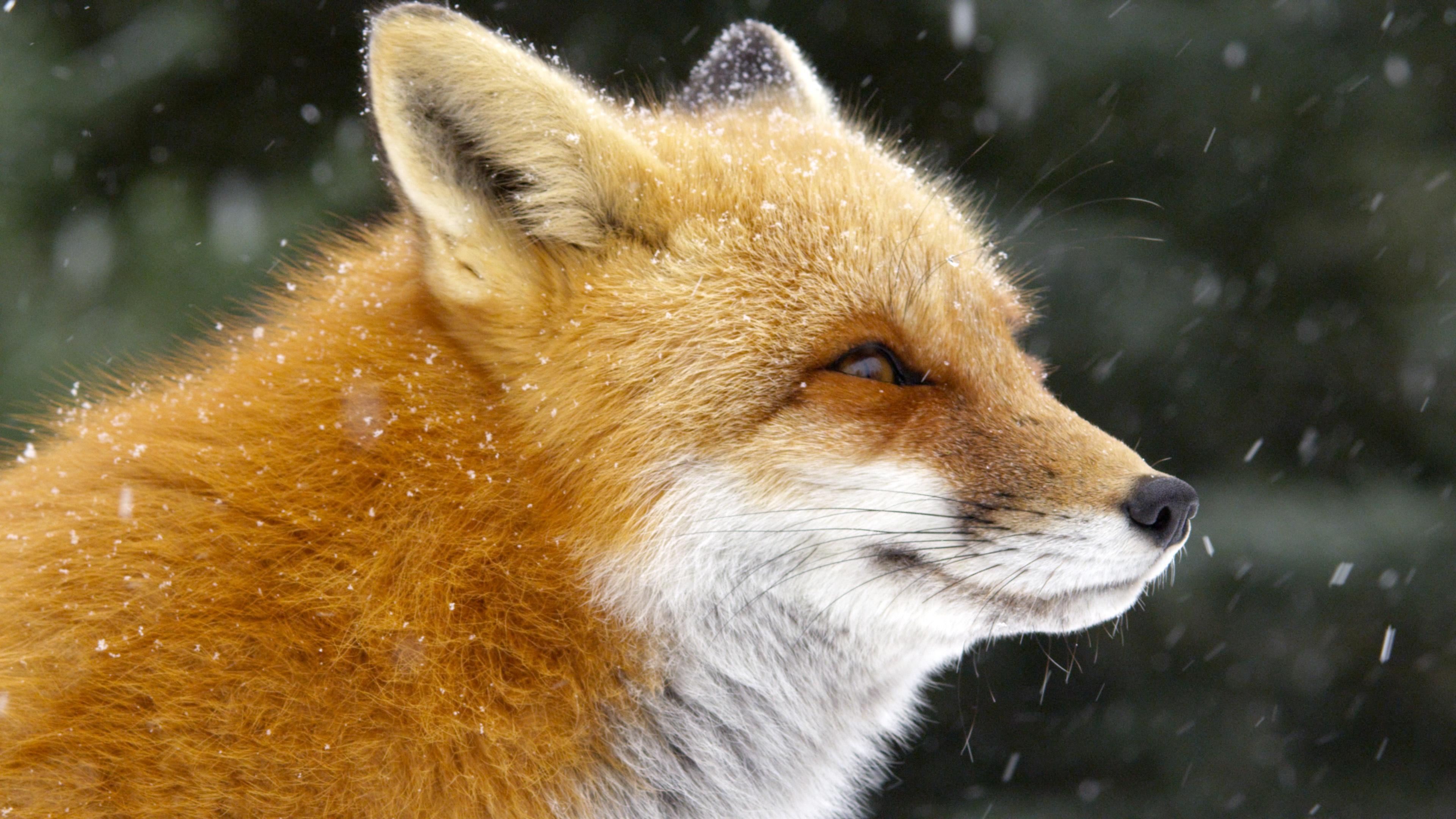 Detail Fox Image Nomer 43