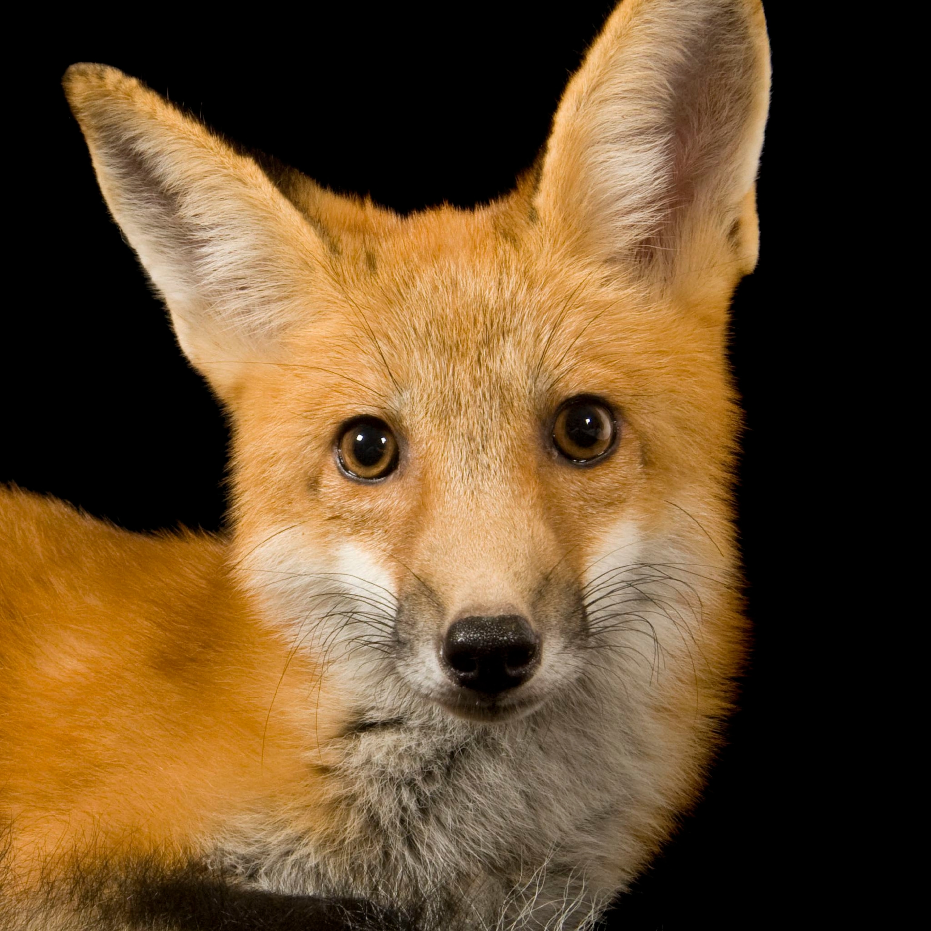 Detail Fox Image Nomer 6
