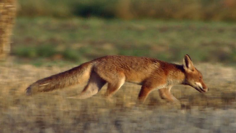 Detail Fox Image Nomer 52
