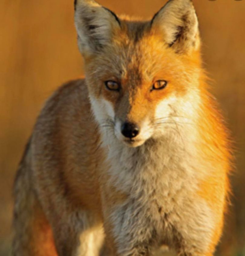 Detail Fox Image Nomer 55
