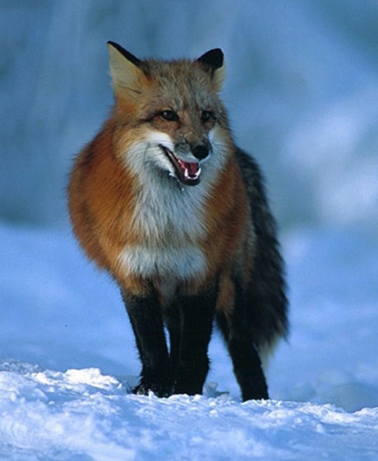 Detail Fox Image Nomer 57