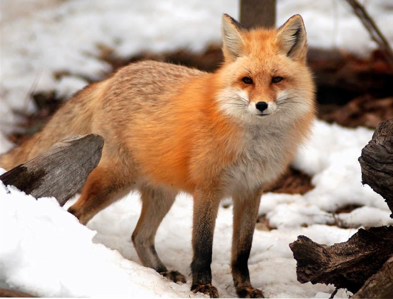 Detail Fox Image Nomer 8