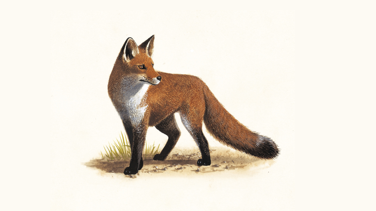 Detail Fox Image Nomer 9