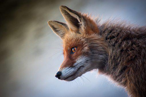 Detail Fox Images Download Nomer 14