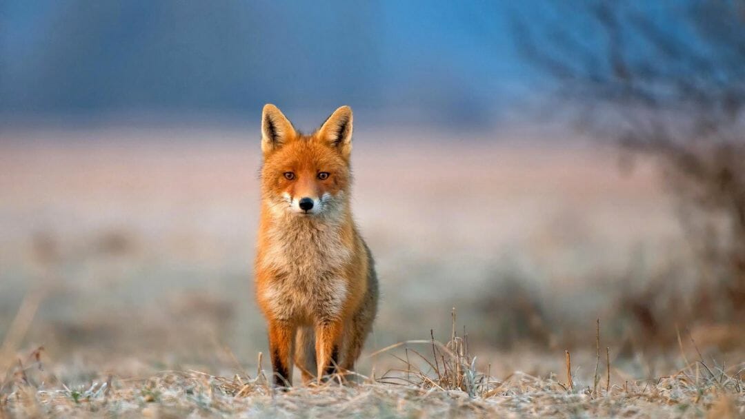 Detail Fox Images Download Nomer 22