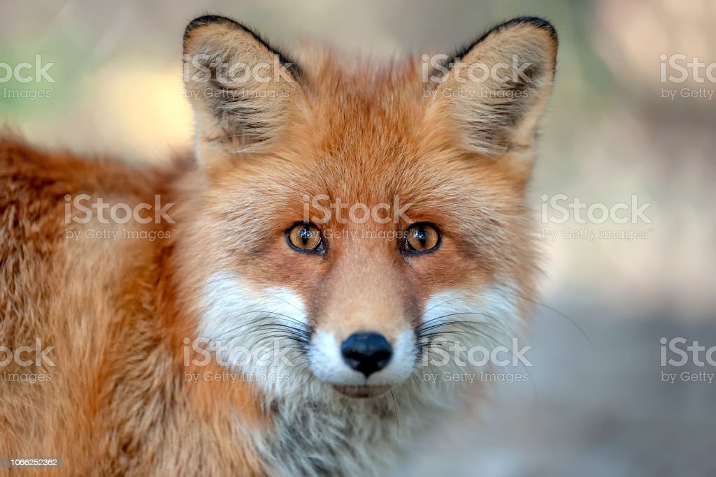 Detail Fox Images Download Nomer 23