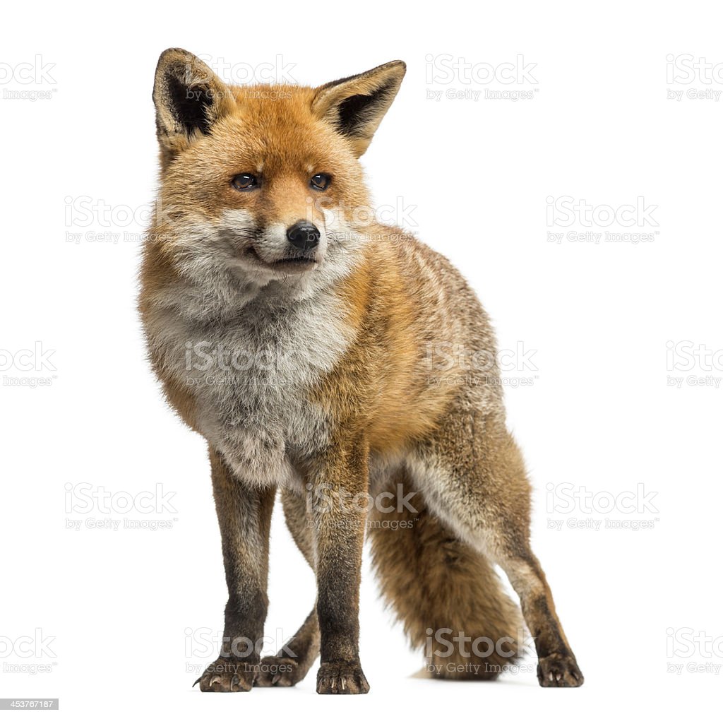 Detail Fox Images Download Nomer 57