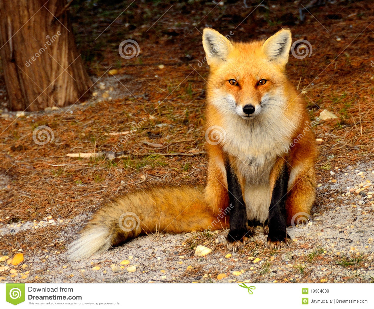 Detail Fox Images Free Nomer 7