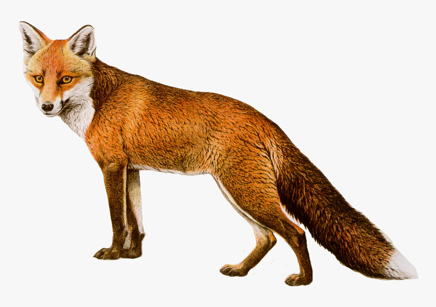 Fox No Background - KibrisPDR