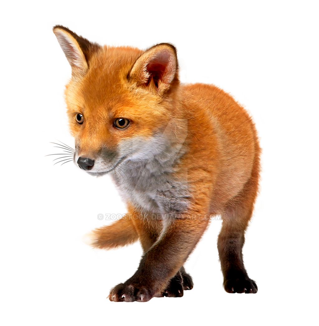 Detail Fox No Background Nomer 2