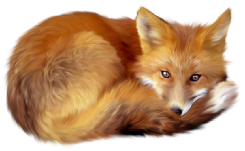 Detail Fox No Background Nomer 10