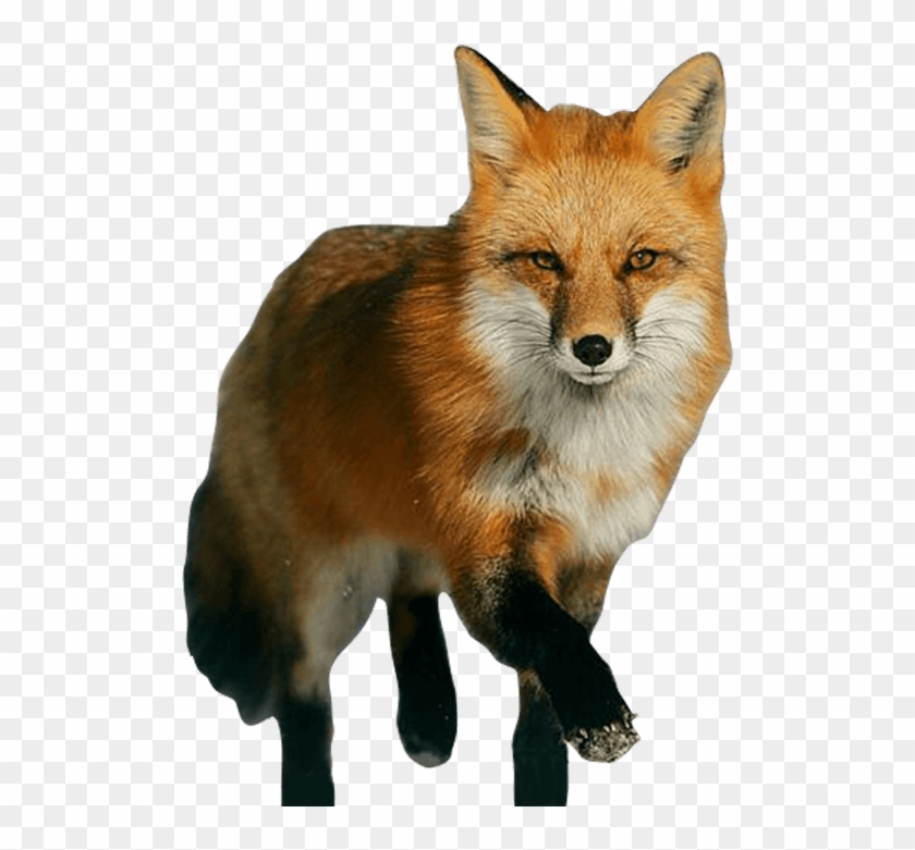 Detail Fox No Background Nomer 15